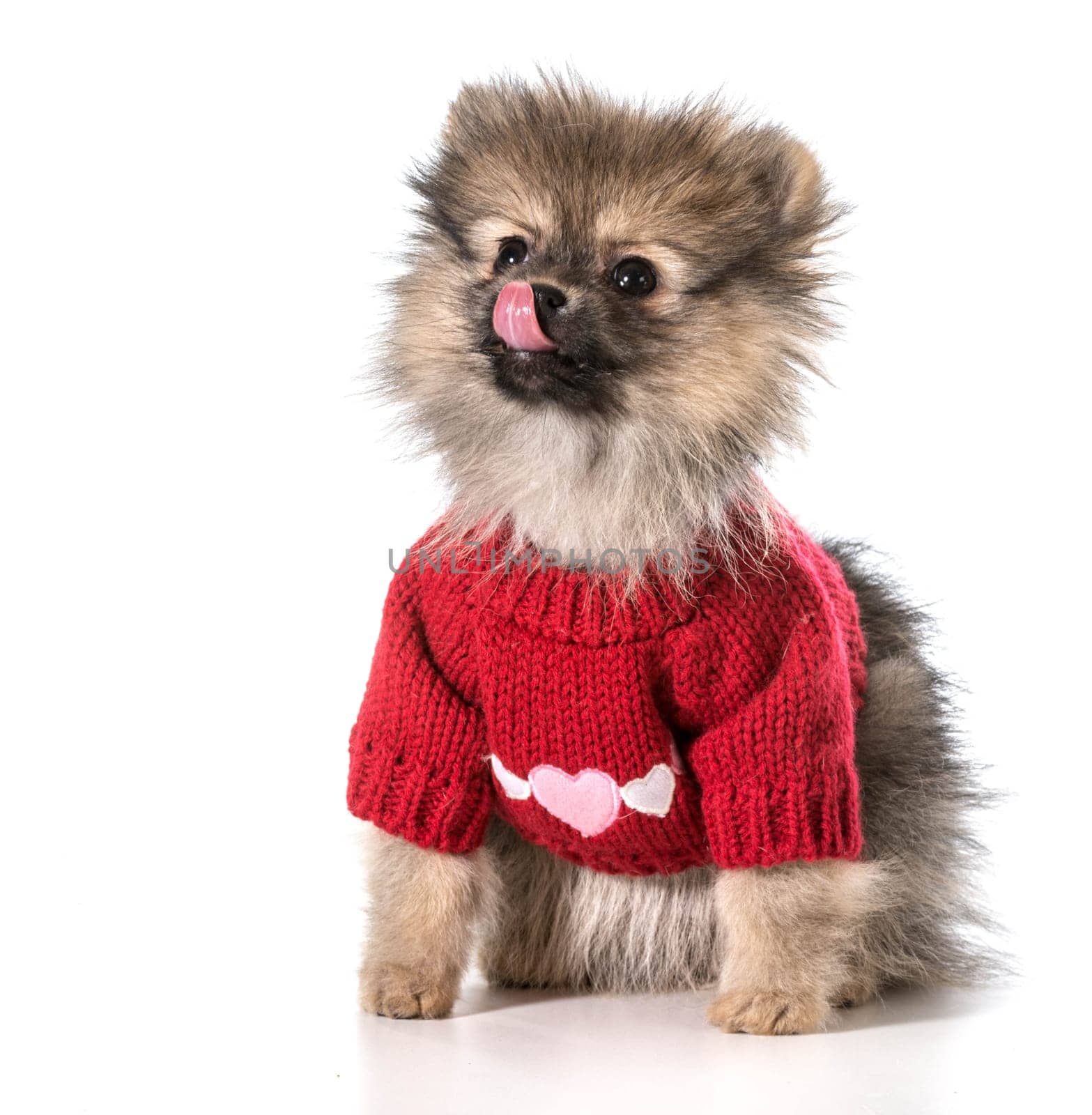 pomeranian wearing red sweater with hearts