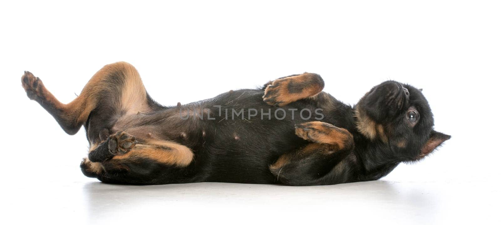 dog rolling over - brussels griffon laying on side on white background