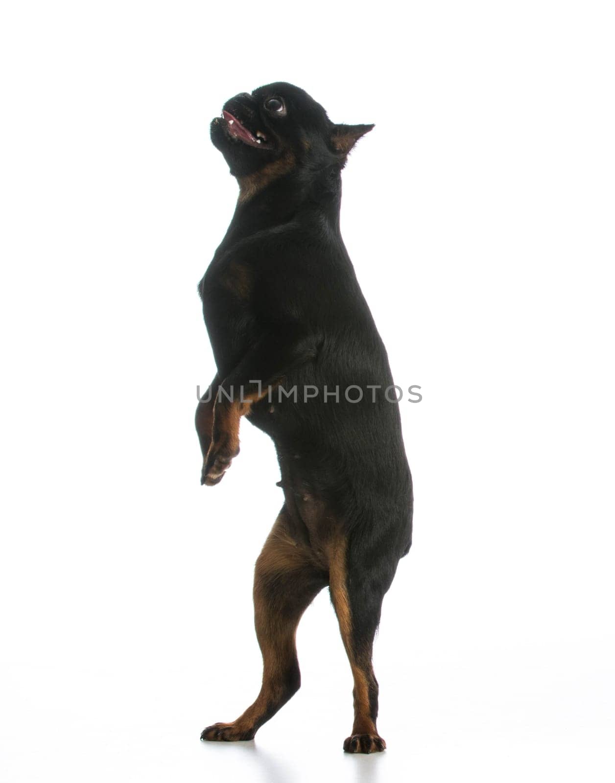 dog dancing - brussels griffon dancing isolated on white background