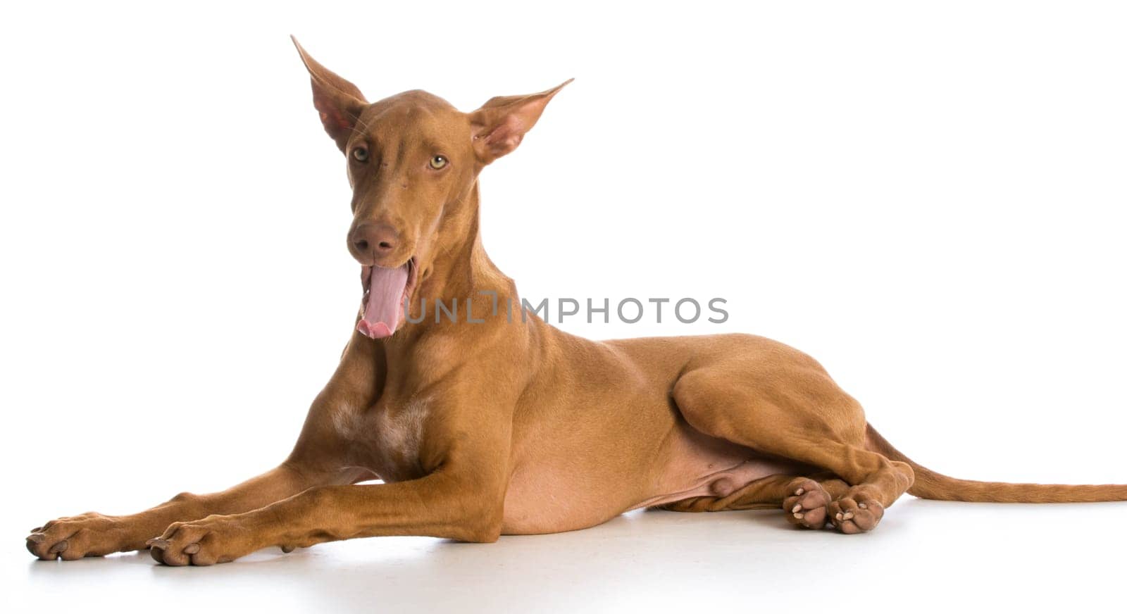 tired dog - pharoah hound yawning on white background