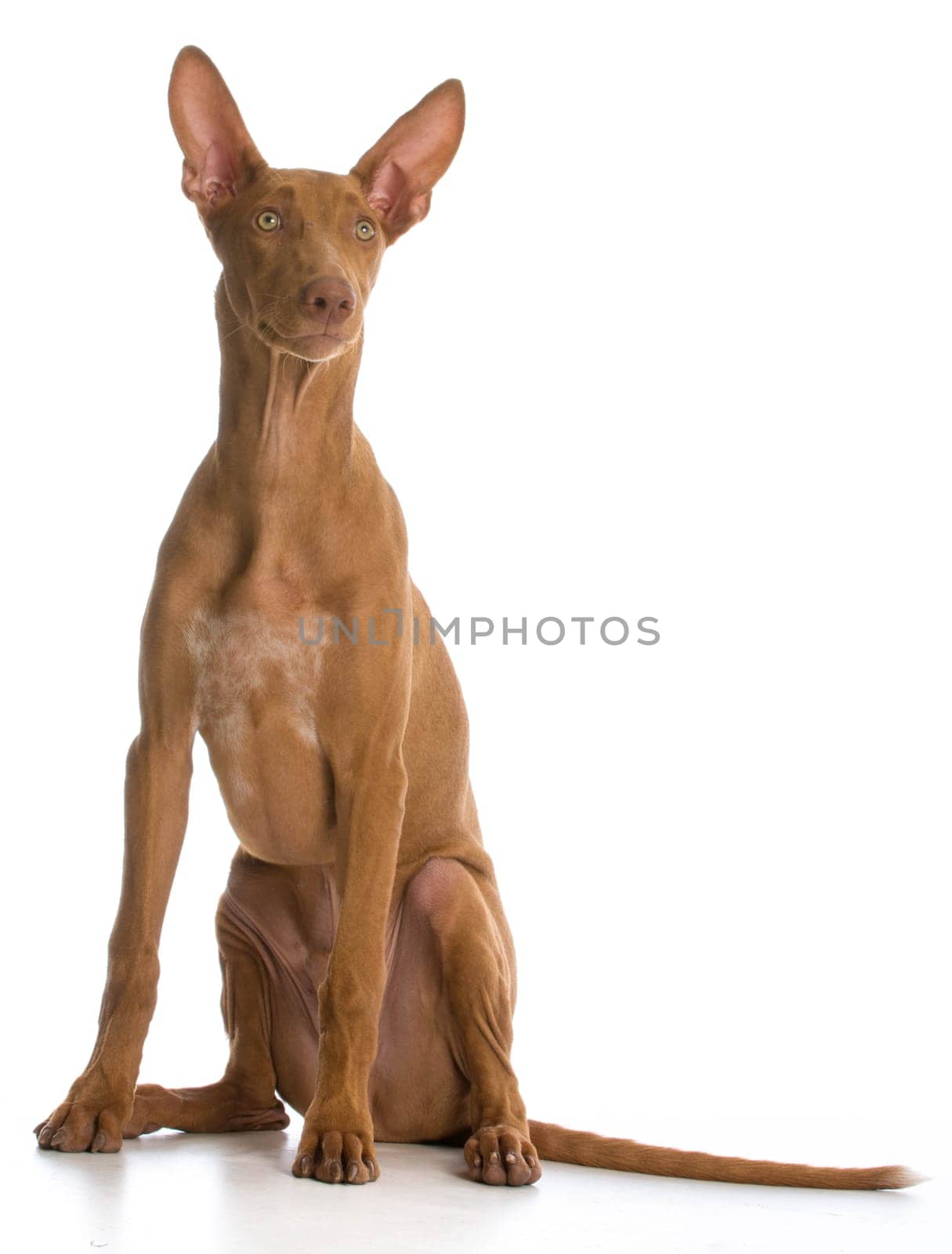 pharaoh hound sitting on white background