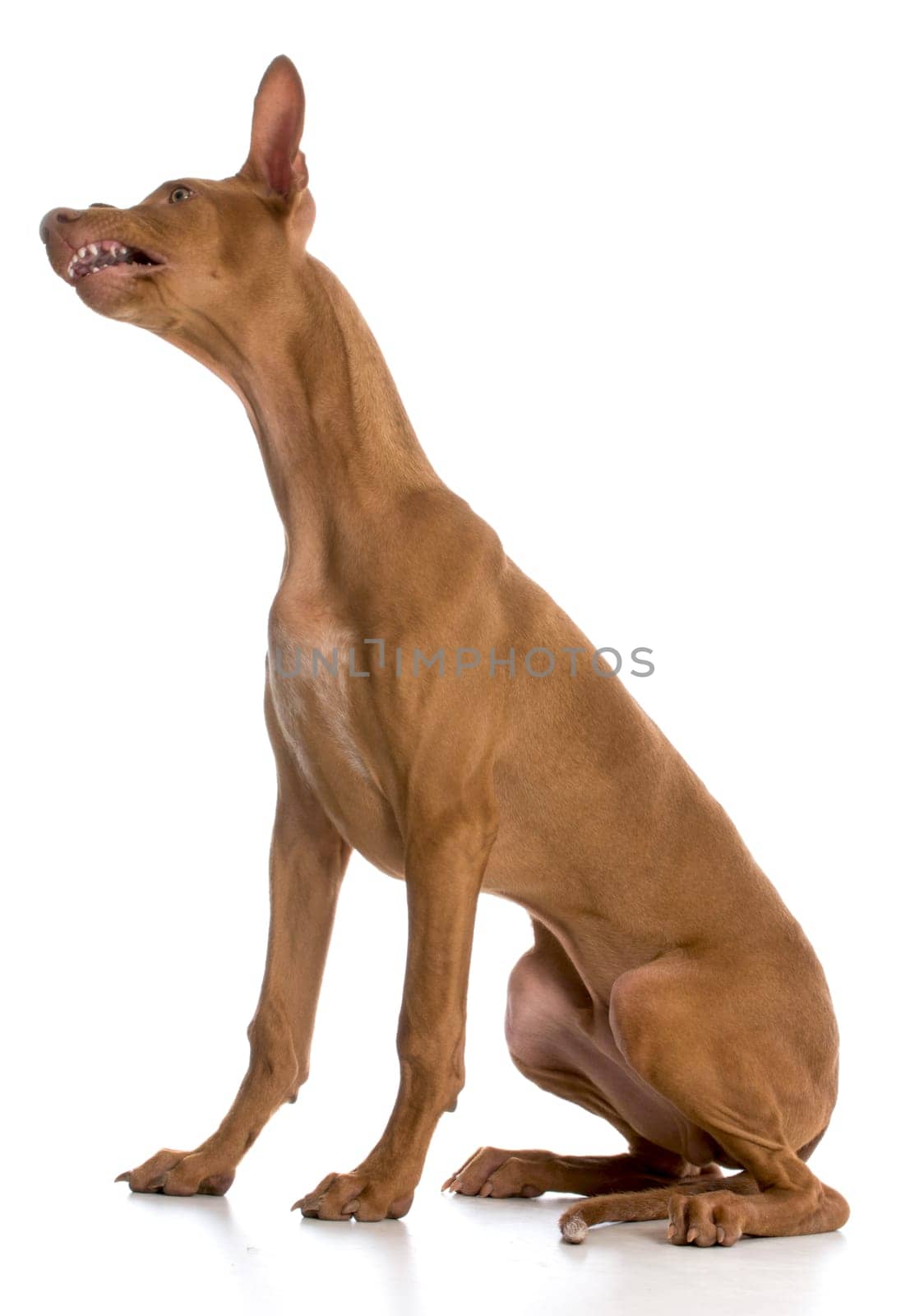 pharaoh hound with mouth open showing teeth on white background