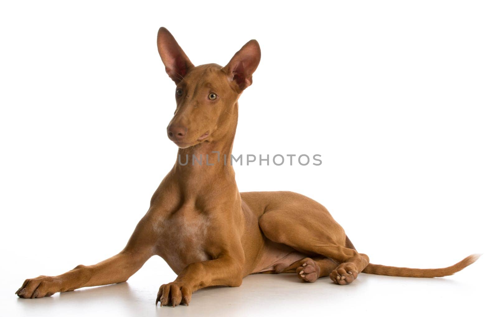 pharoah hound puppy laying down on white background
