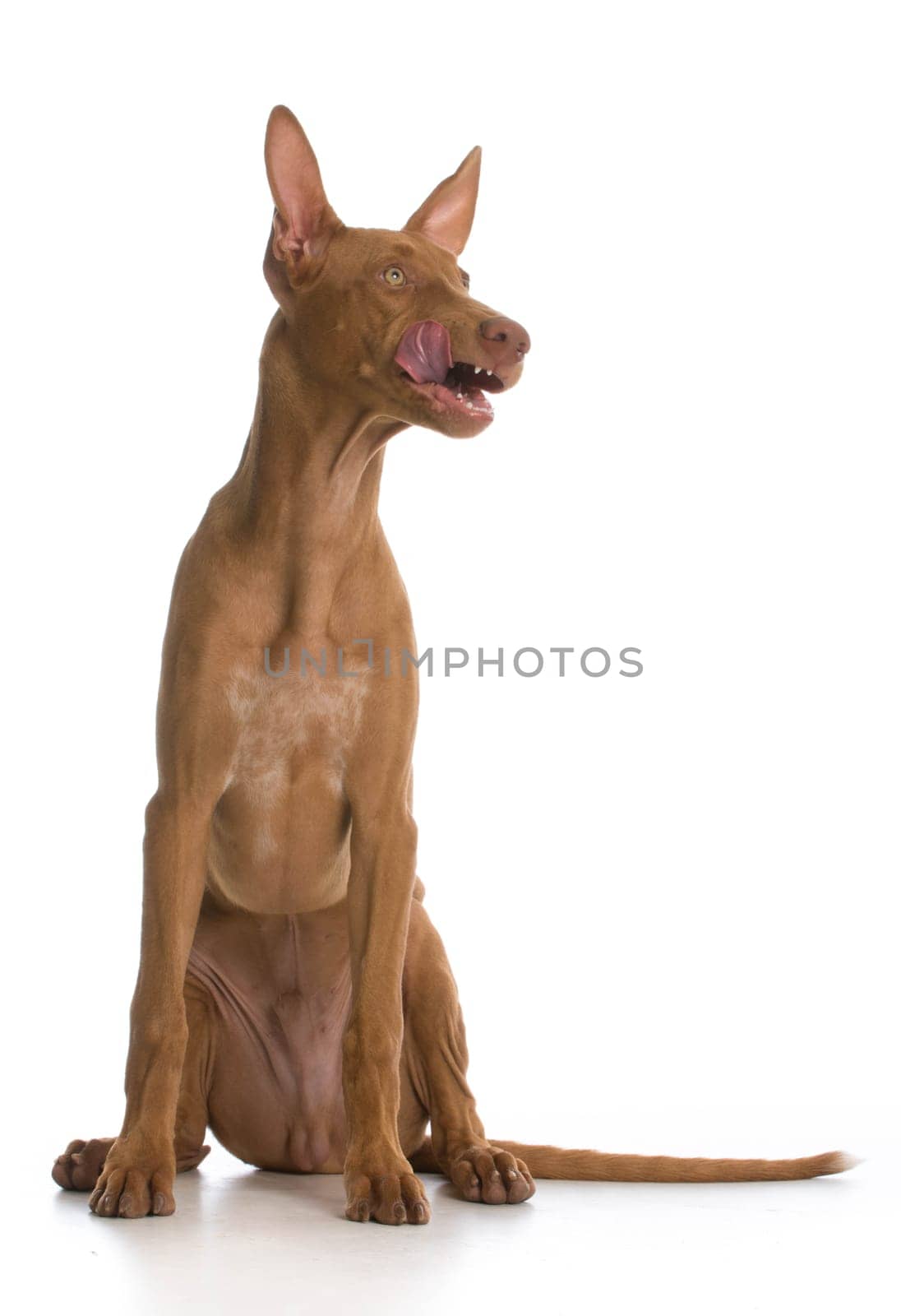 pharoah hound puppy sitting licking lips on white background