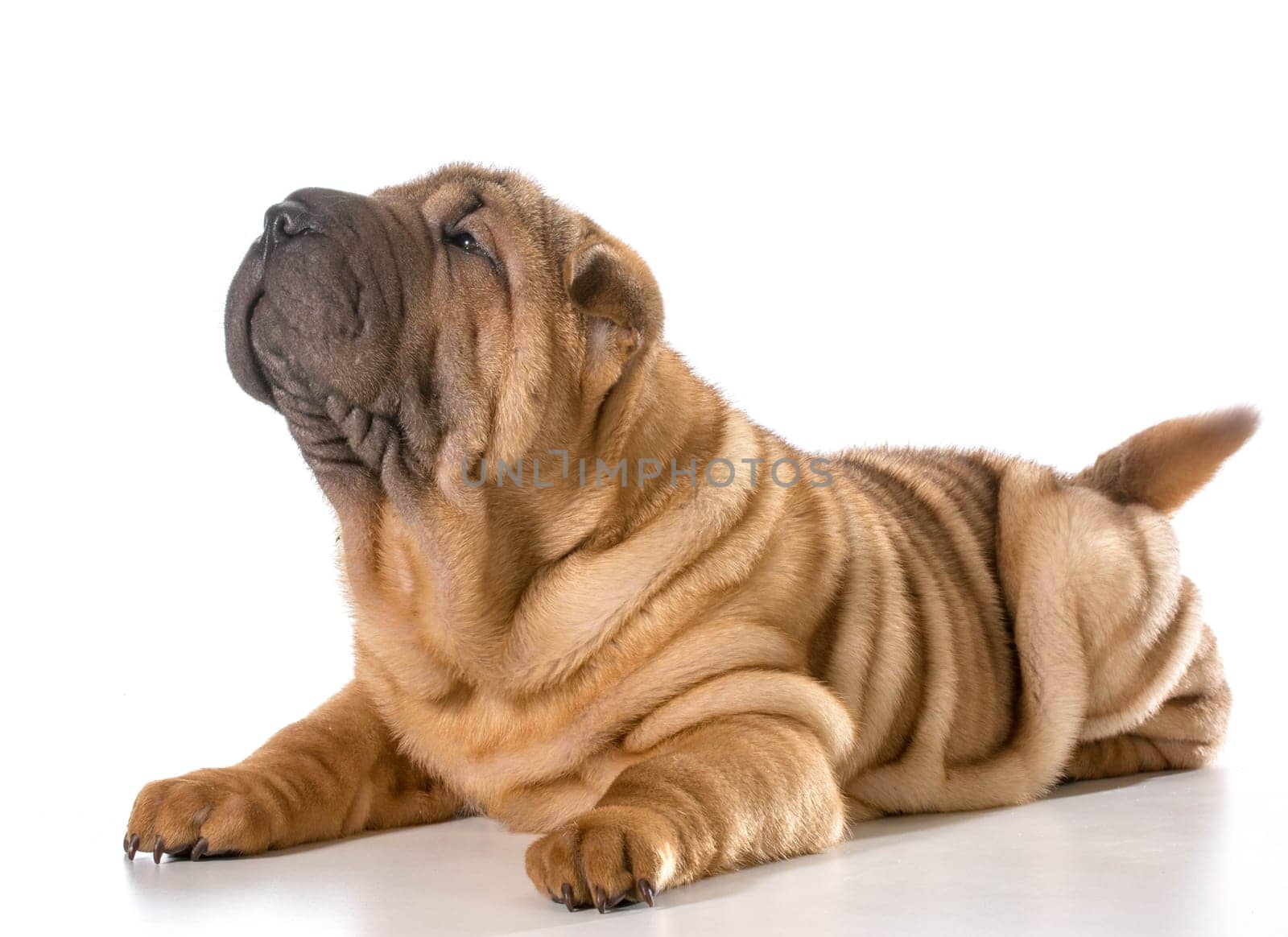chinese shar pei puppy laying down looking up isolated on white background