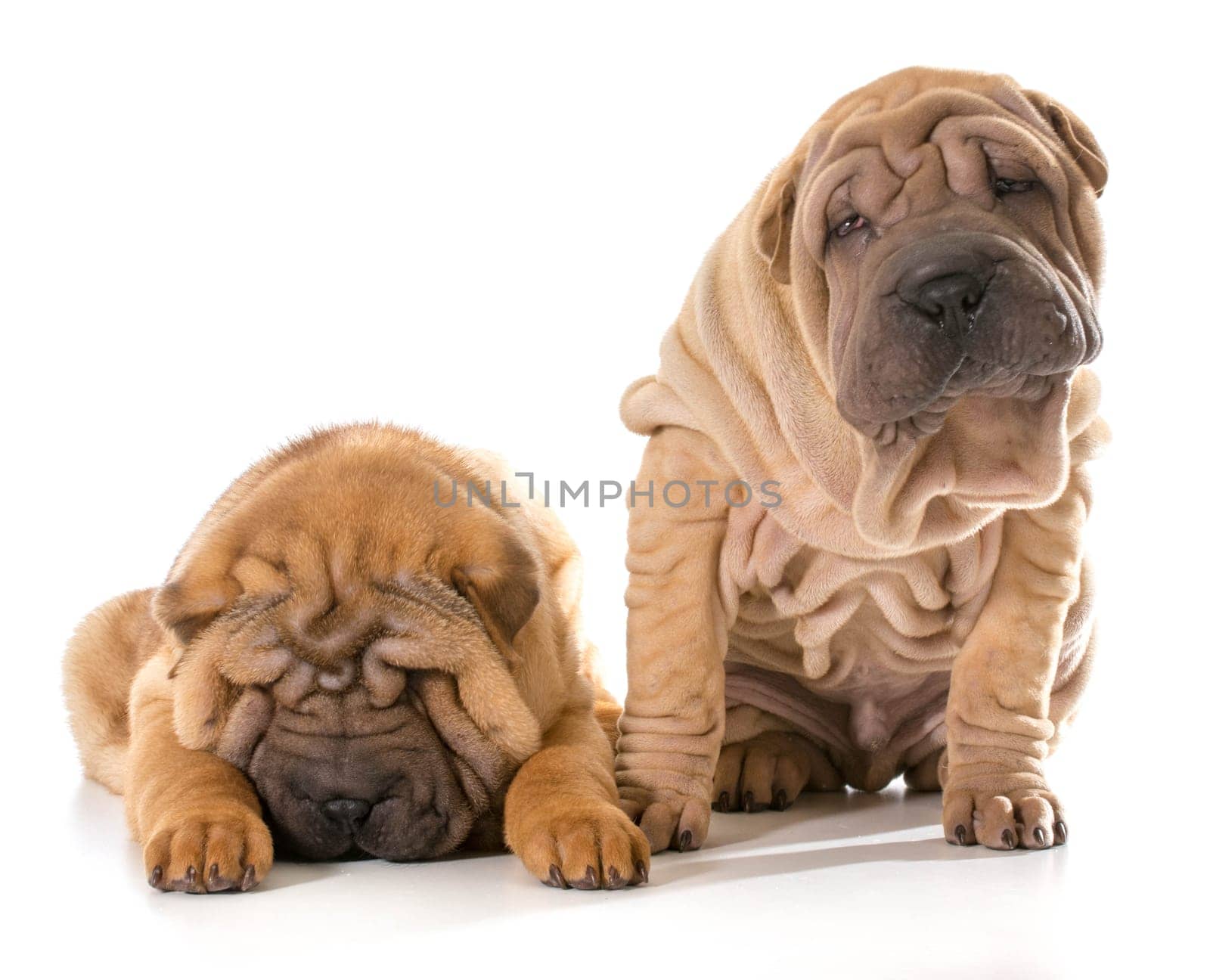 two chinese shar pei puppies isolated on white background - 4 months old