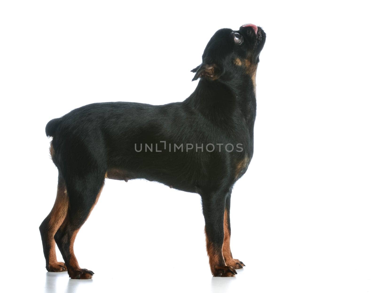 dog begging - brussels griffon puppy standing  begging on white background