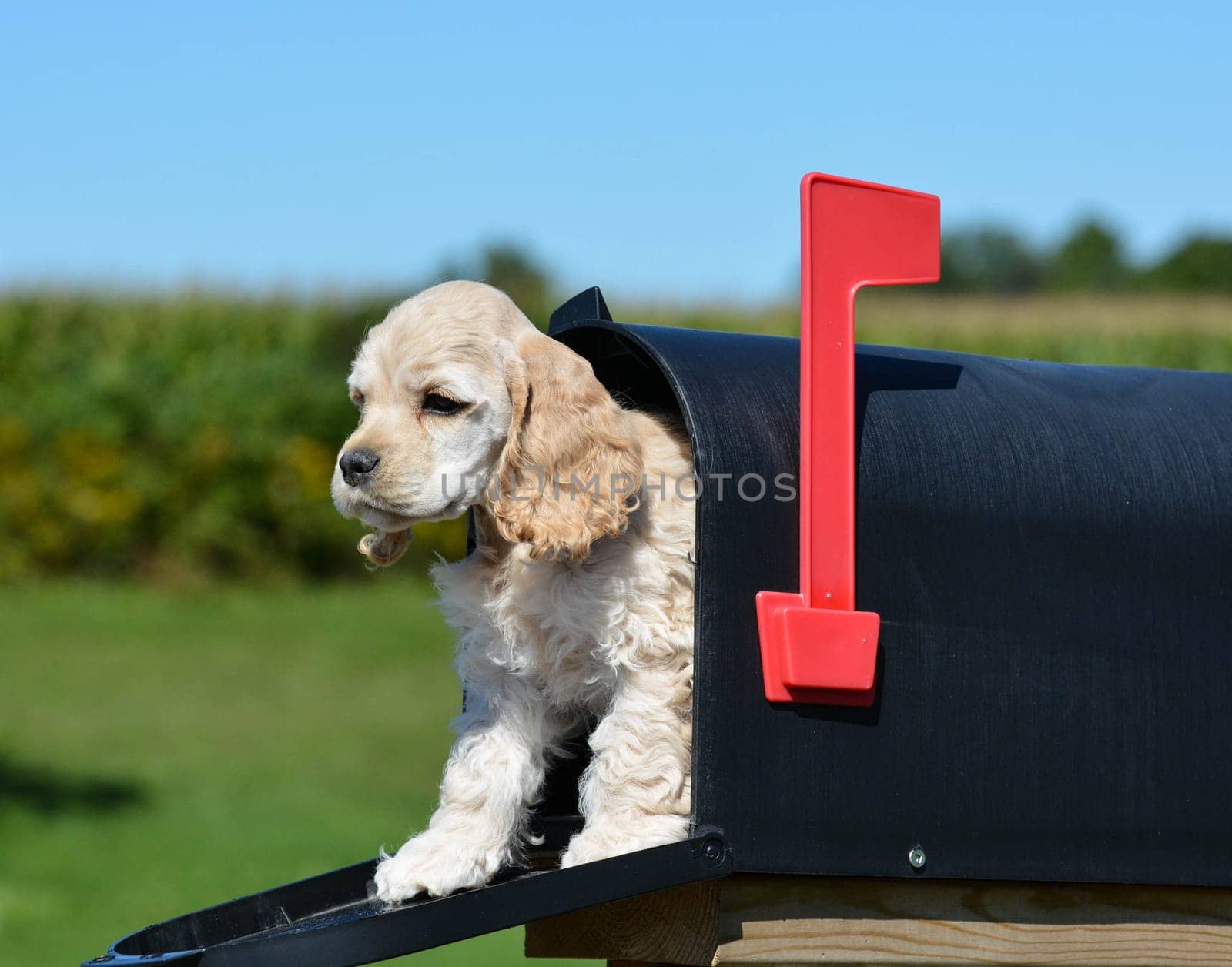 puppy in a mailbox - american cocker spaniel puppy - 8 weeks old
