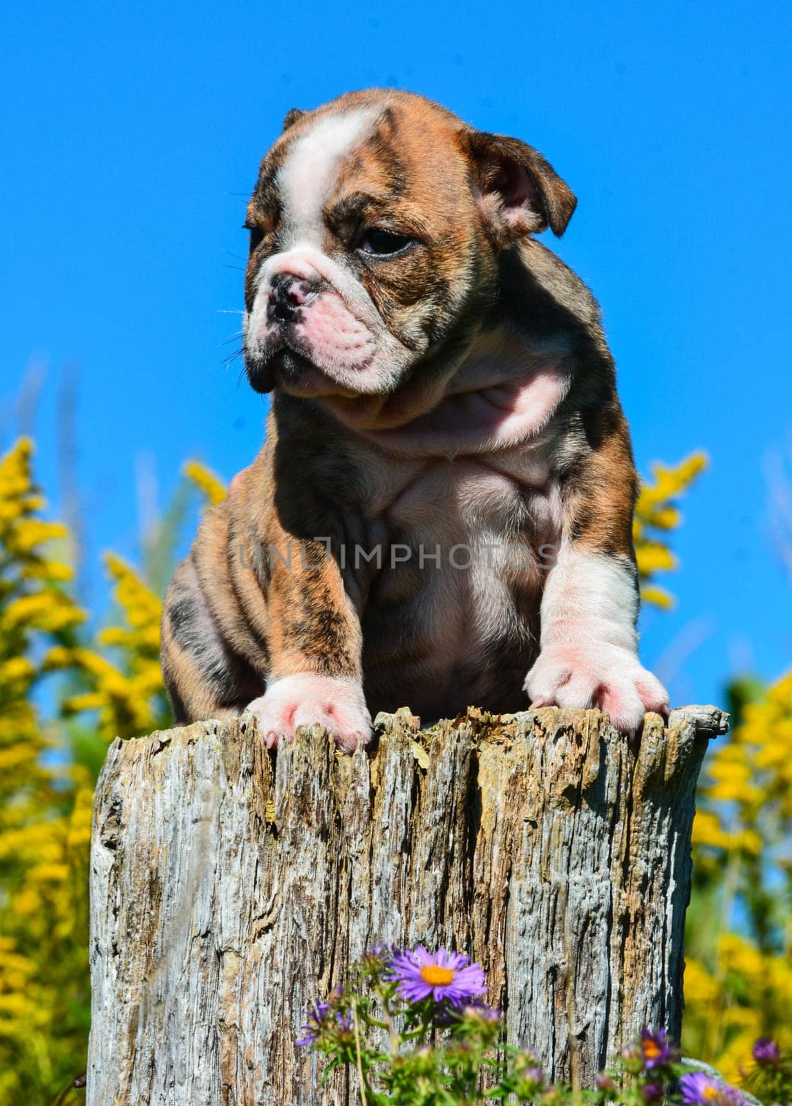 english bulldog puppy sitting on a wooden stump