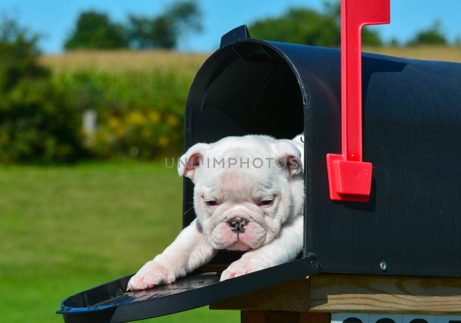 puppy in a mailbox - english bulldog puppy in a rural mailbox