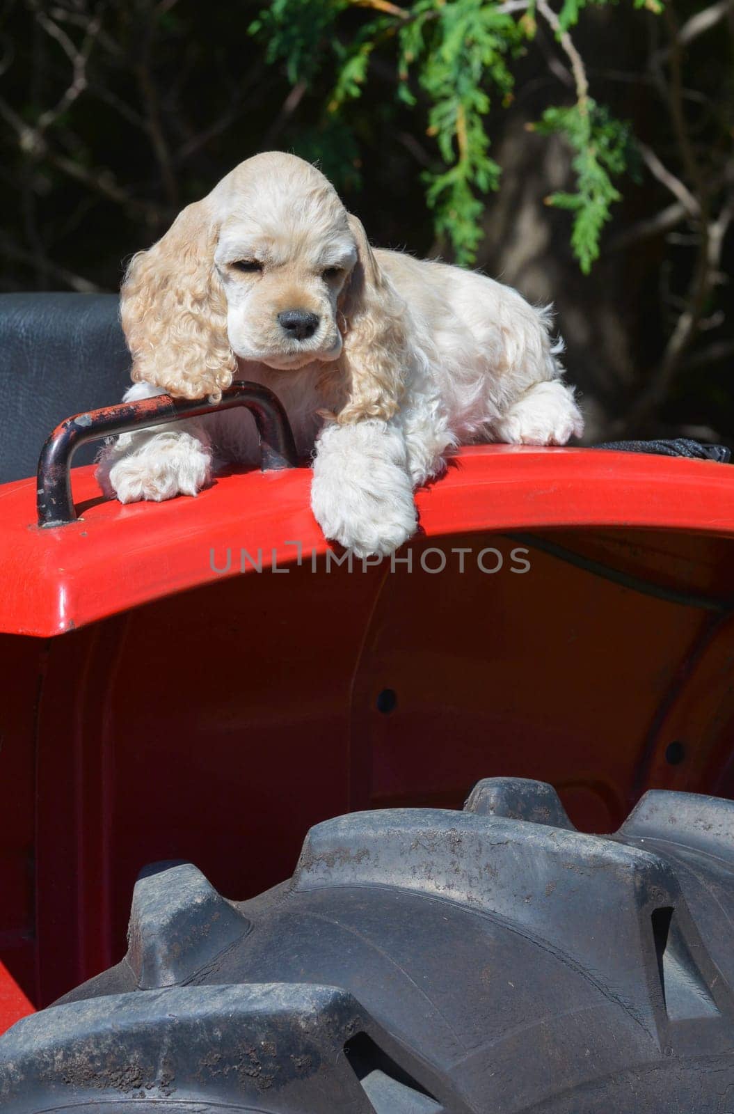 farm dog - cocker spaniel puppy laying on fender of a tractor