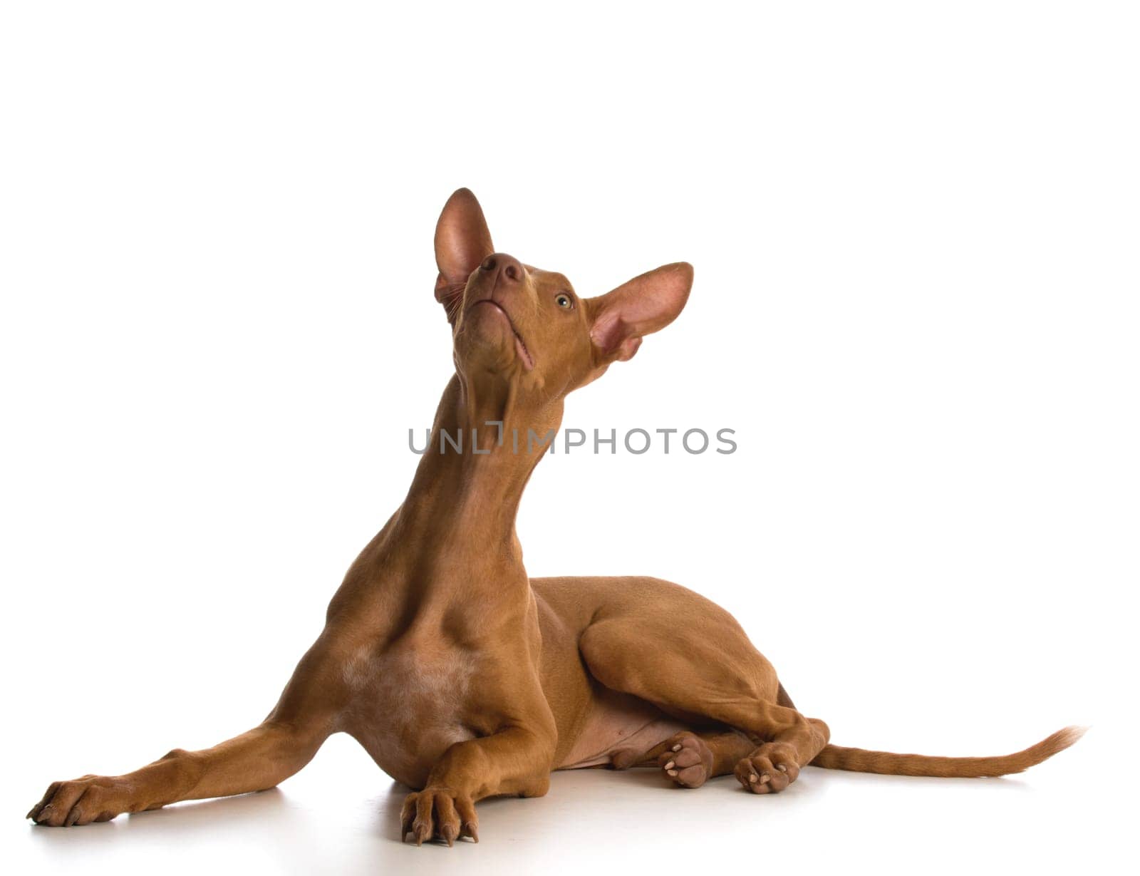 pharoah hound puppy laying down looking up on white background