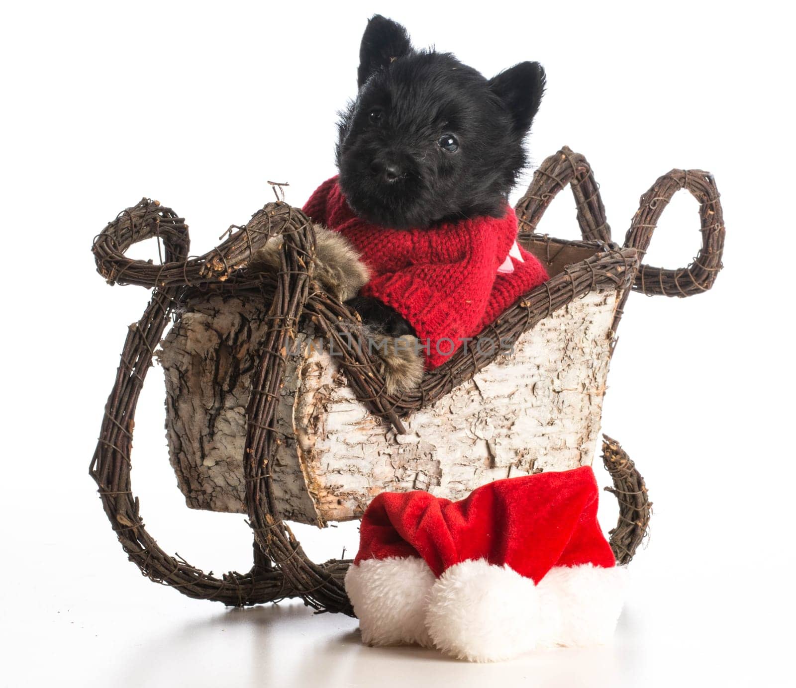 christmas puppy - scottish terrier puppy riding inside sleigh on white background