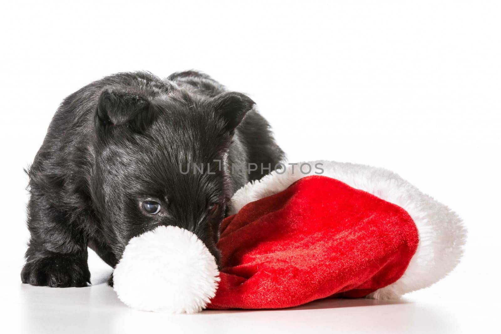 christmas puppy - scottish terrier puppy tugging on santa hat isolated on white background