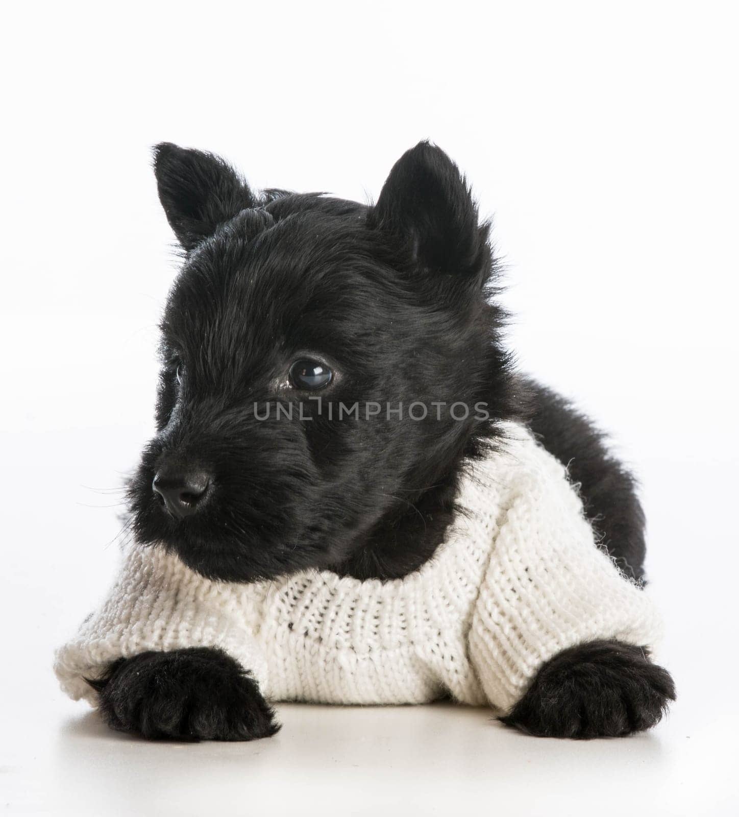 cute puppy wearing knitted sweater laying down on white background - scottish terrier