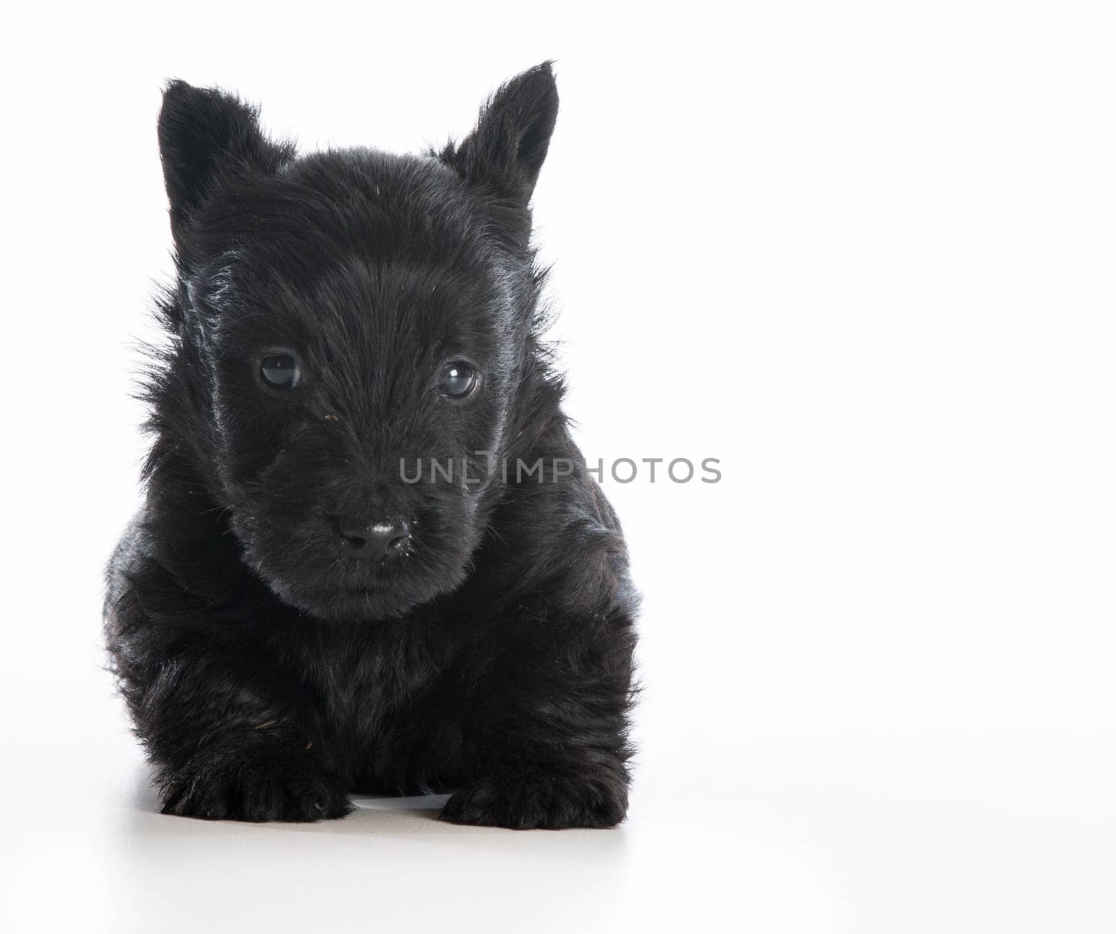 scottish terrier puppy sitting on white background - 6 weeks old