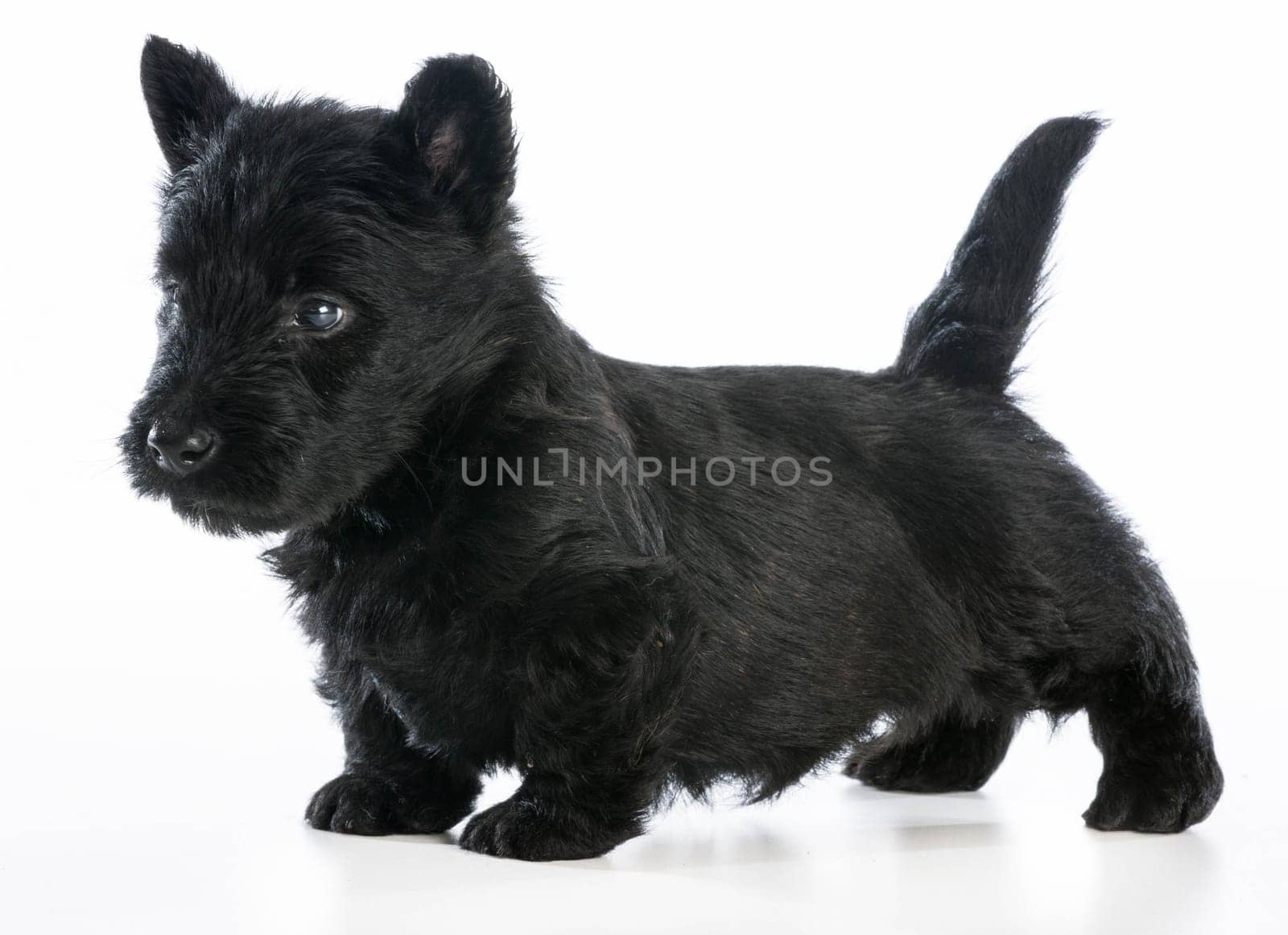 scottish terrier puppy standing on white background - 6 weeks old