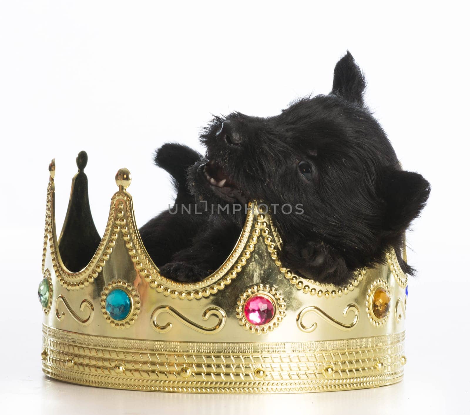regal puppy - scottish terrier puppy inside a kings crown on white background