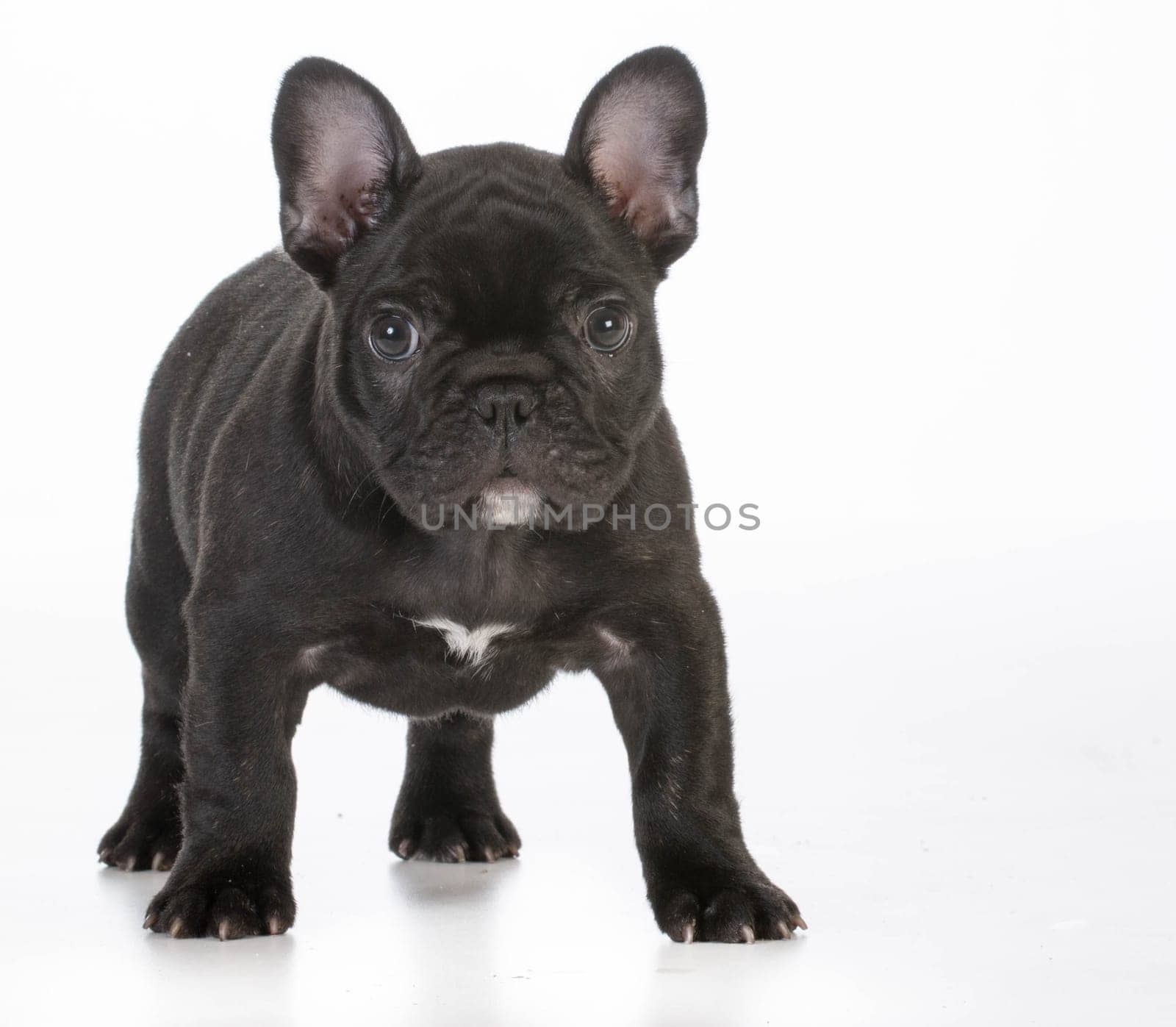 french bulldog puppy standing looking at viewer on white background