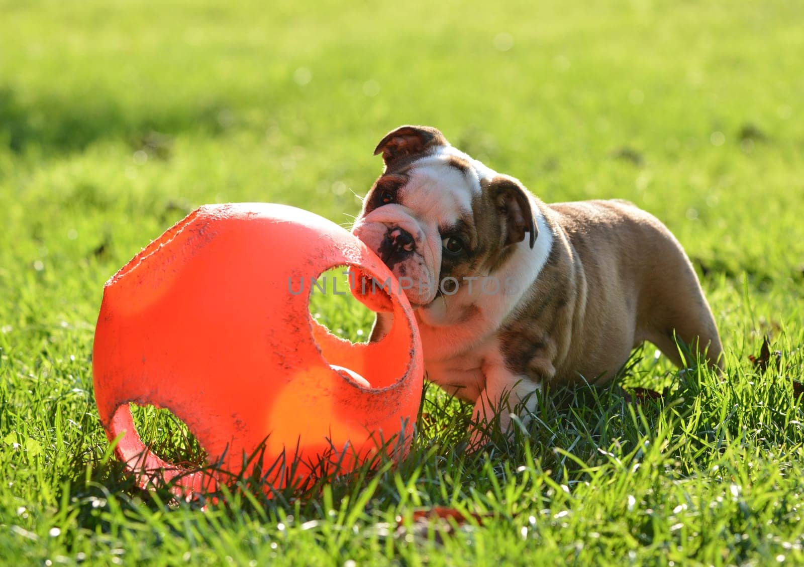 puppy playing with a ball outside in the grass - 9 week old english bulldog
