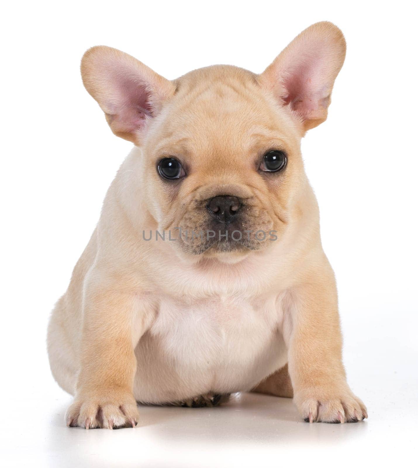 cute puppy - french bulldog puppy sitting looking at viewer - 7 weeks old