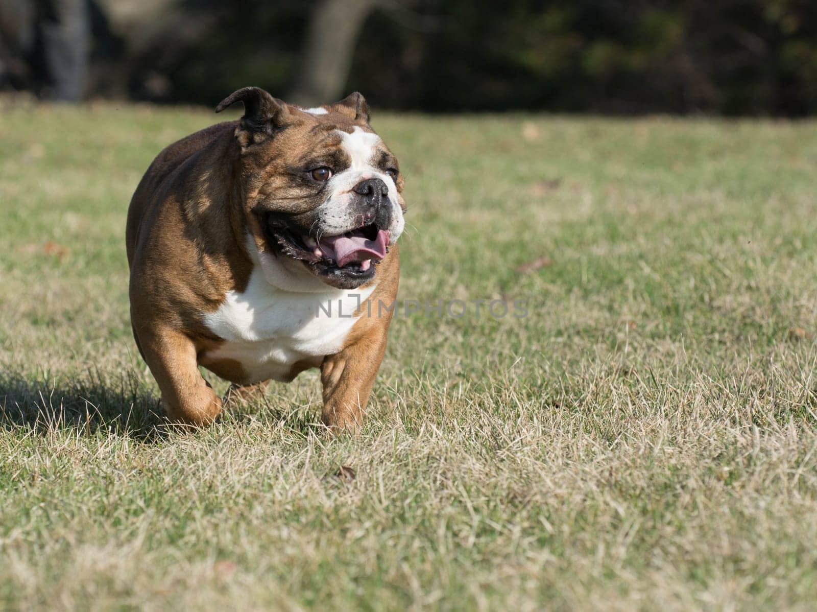 english bulldog moving - six year old female