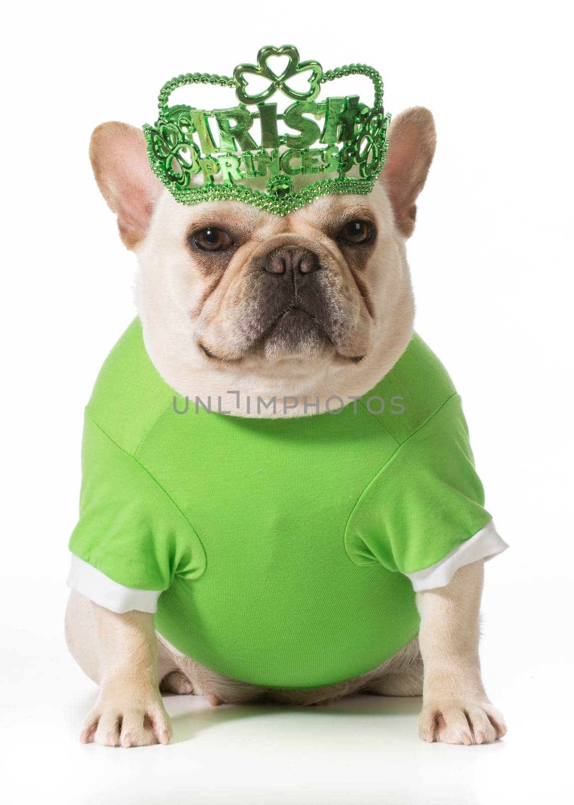St Patricks Day dog - french bulldog