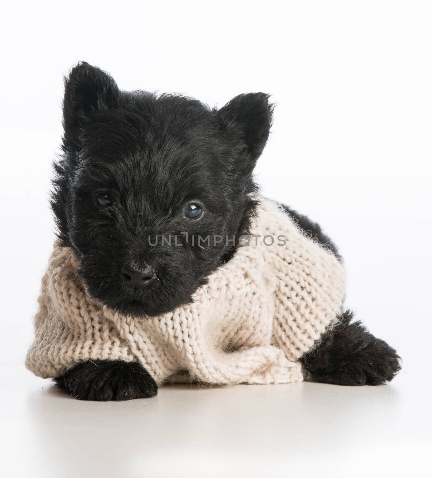 cute puppy wearing knitted sweater laying down on white background - scottish terrier