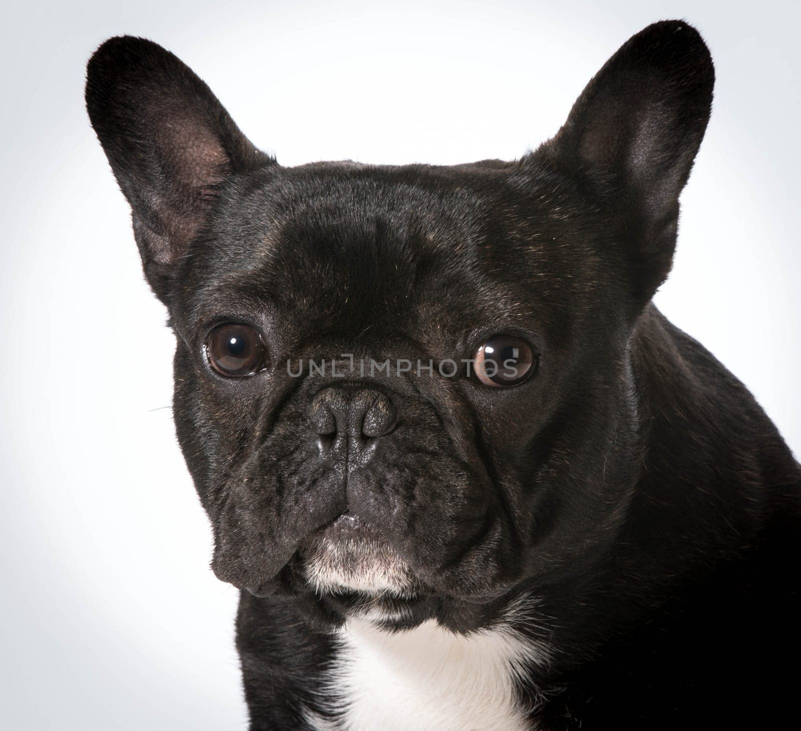 french bulldog portrait on white background