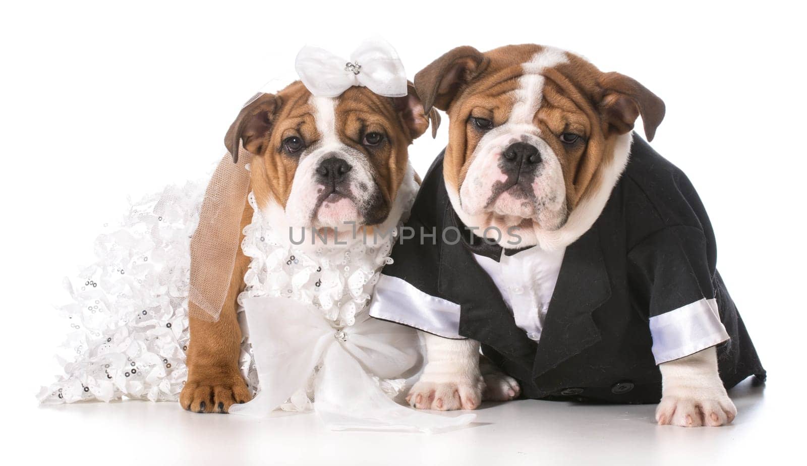 dog bride and groom puppies