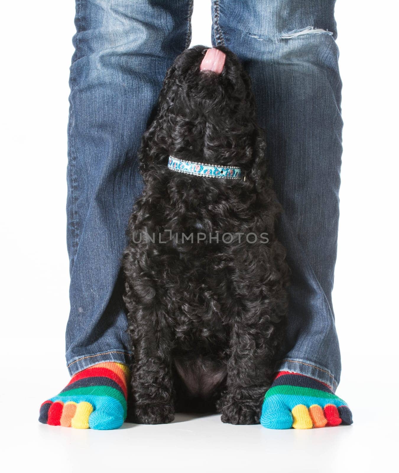 cute barbet puppy looking up at owner