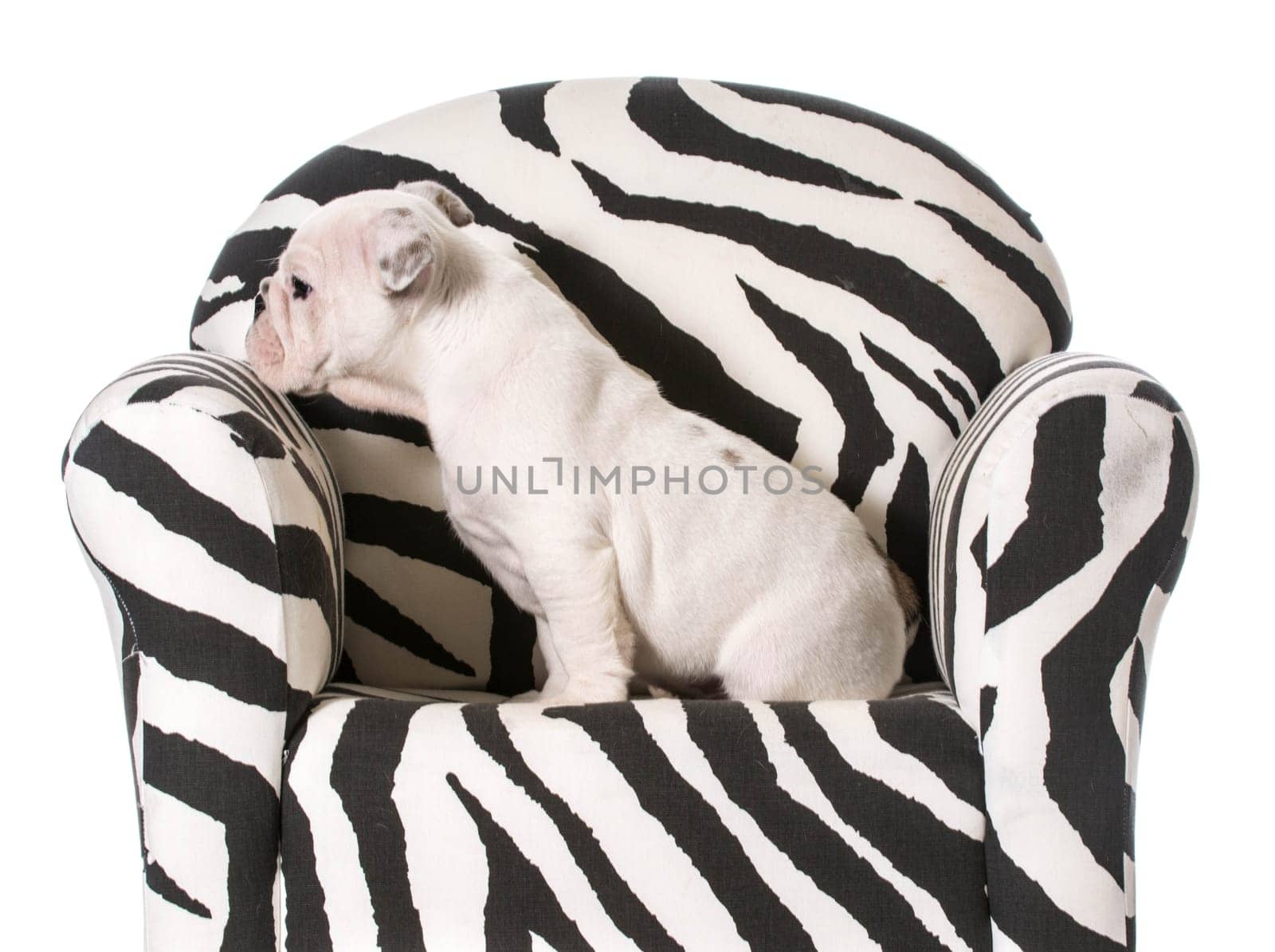 english bulldog puppy sitting on a chair on white background