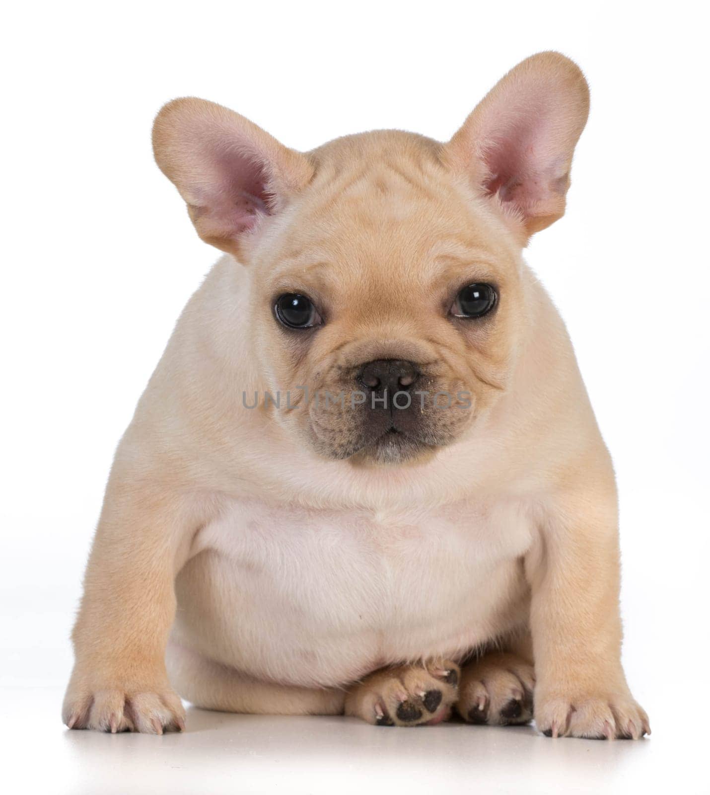 cute puppy - french bulldog puppy sitting looking at viewer - 7 weeks old