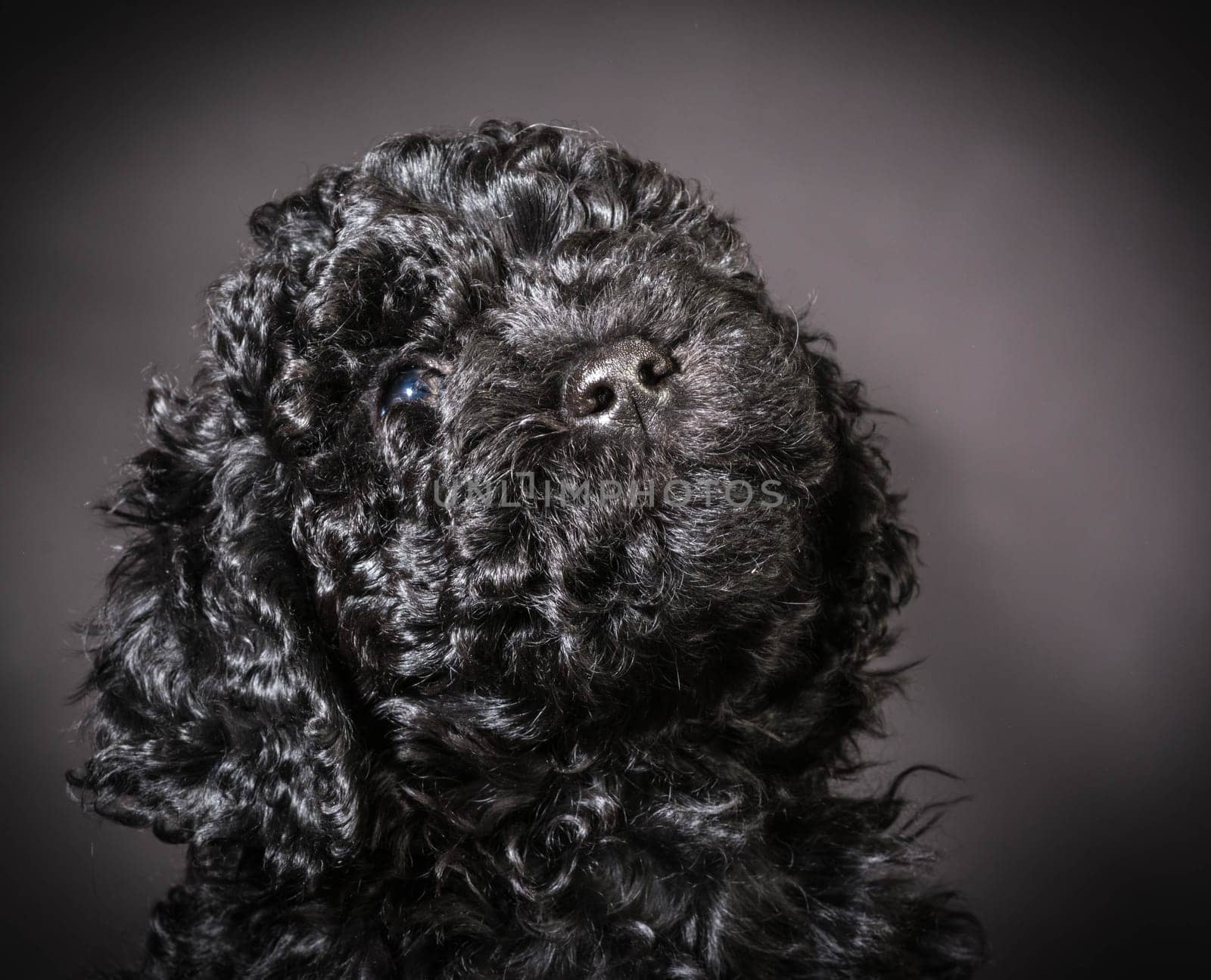 barbet puppy portrait looking up on black background