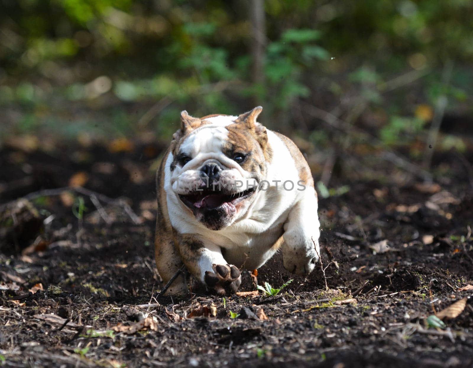 dog running - english bulldog puppy running outside in the dirt - 5 months old