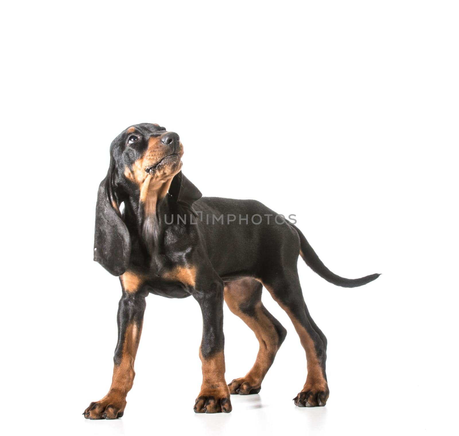 cute puppy - black and tan coonhound looking up