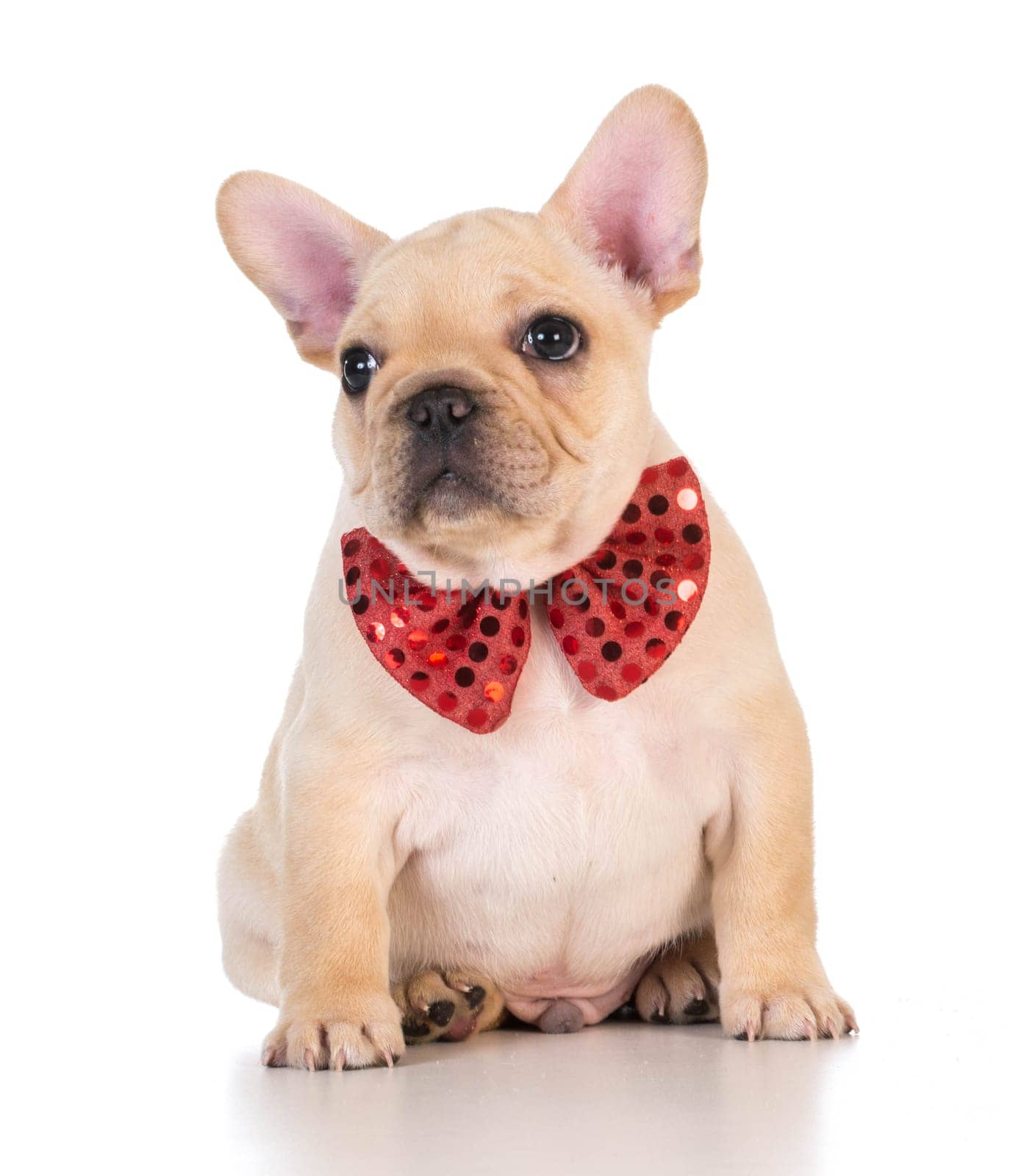 french bulldog wearing red bowtie looking on white background