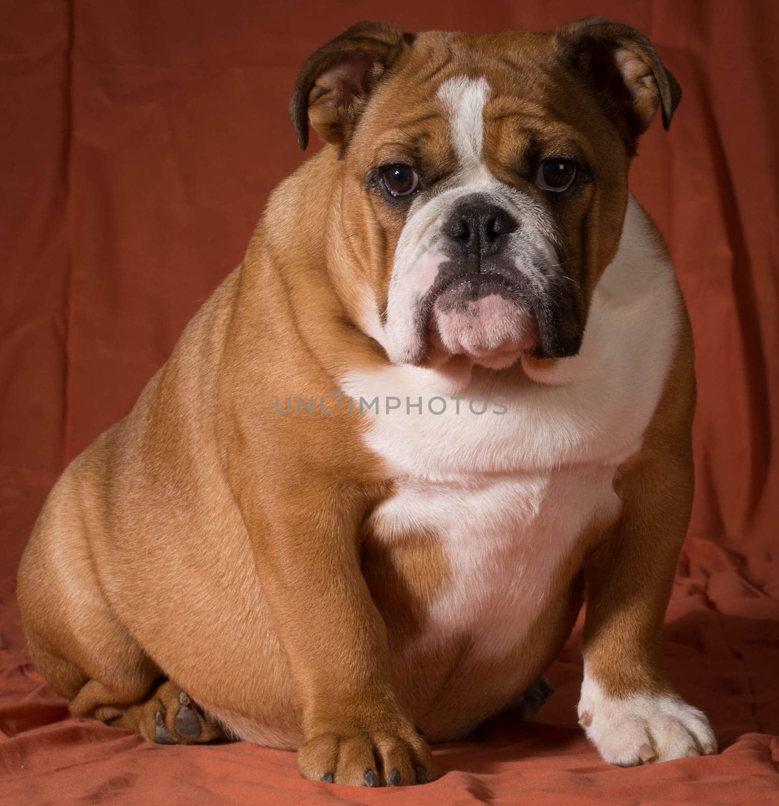 english bulldog puppy sitting on orange background