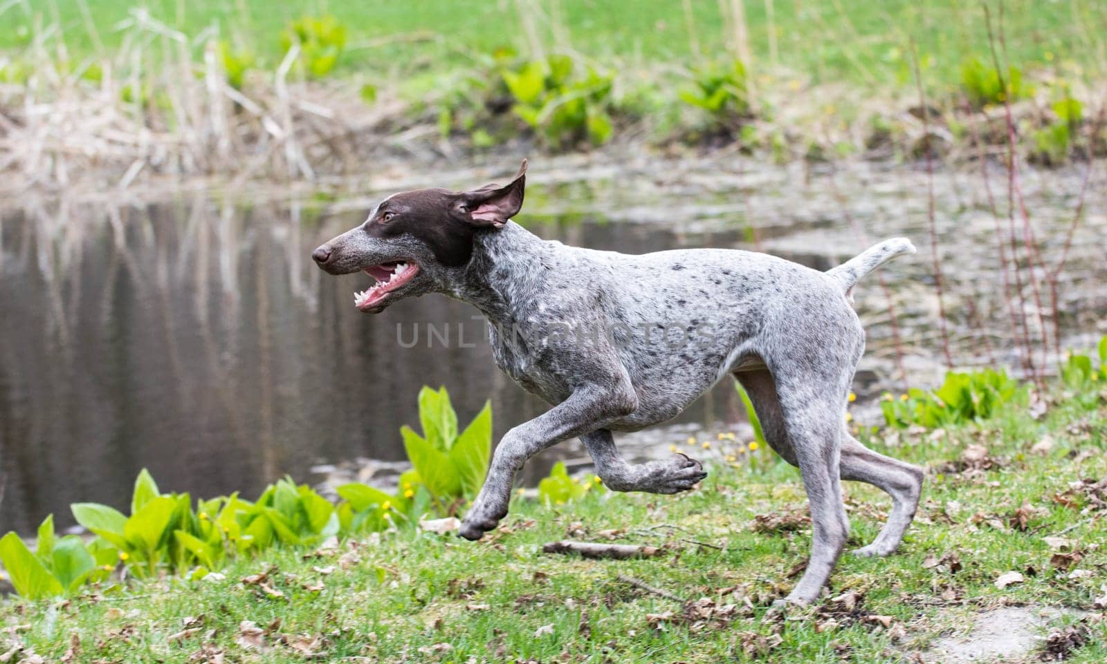 german shorthaired pointer running by the edge of a pond