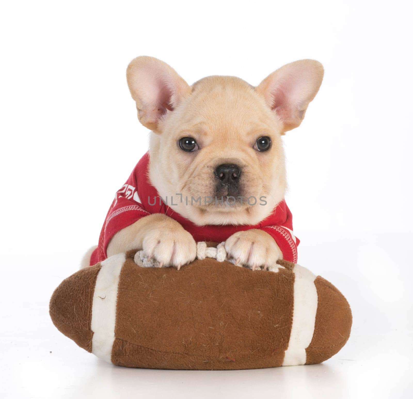 sports hound - french bulldog wearing sports jersey with paws on stuffed football