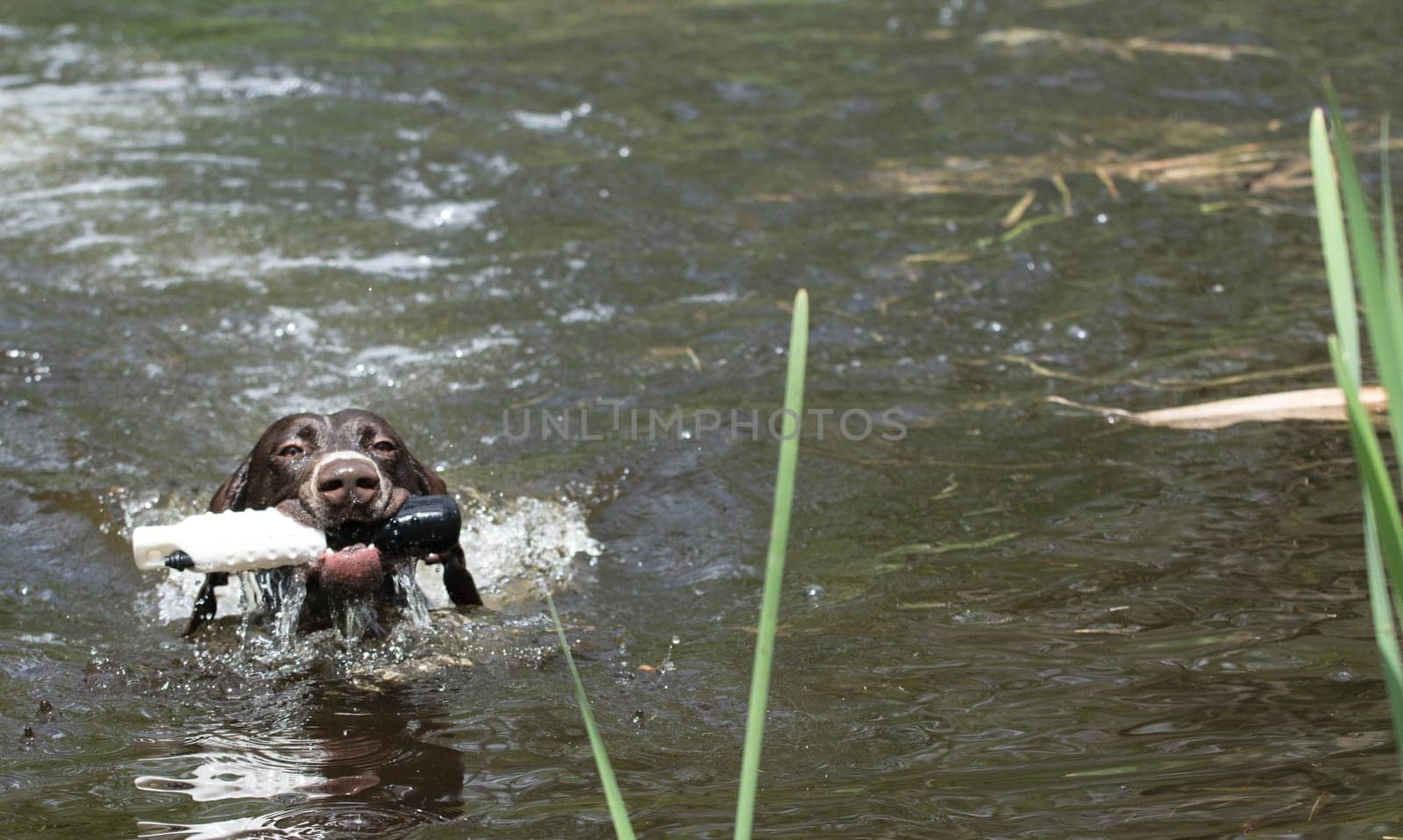 german shorthaired pointer retrieving a training toy from river