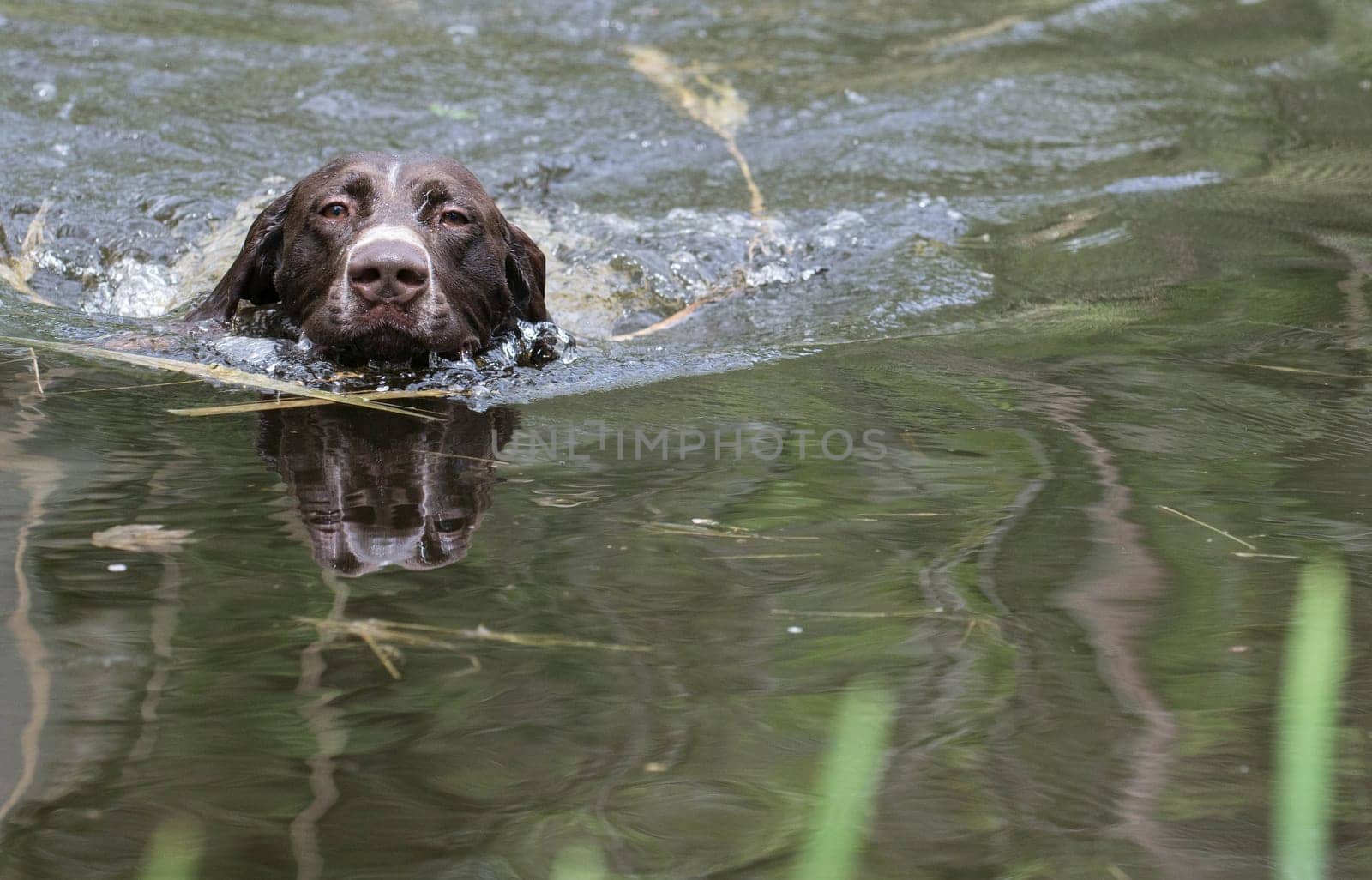 german shorthaired pointer swimming in the river