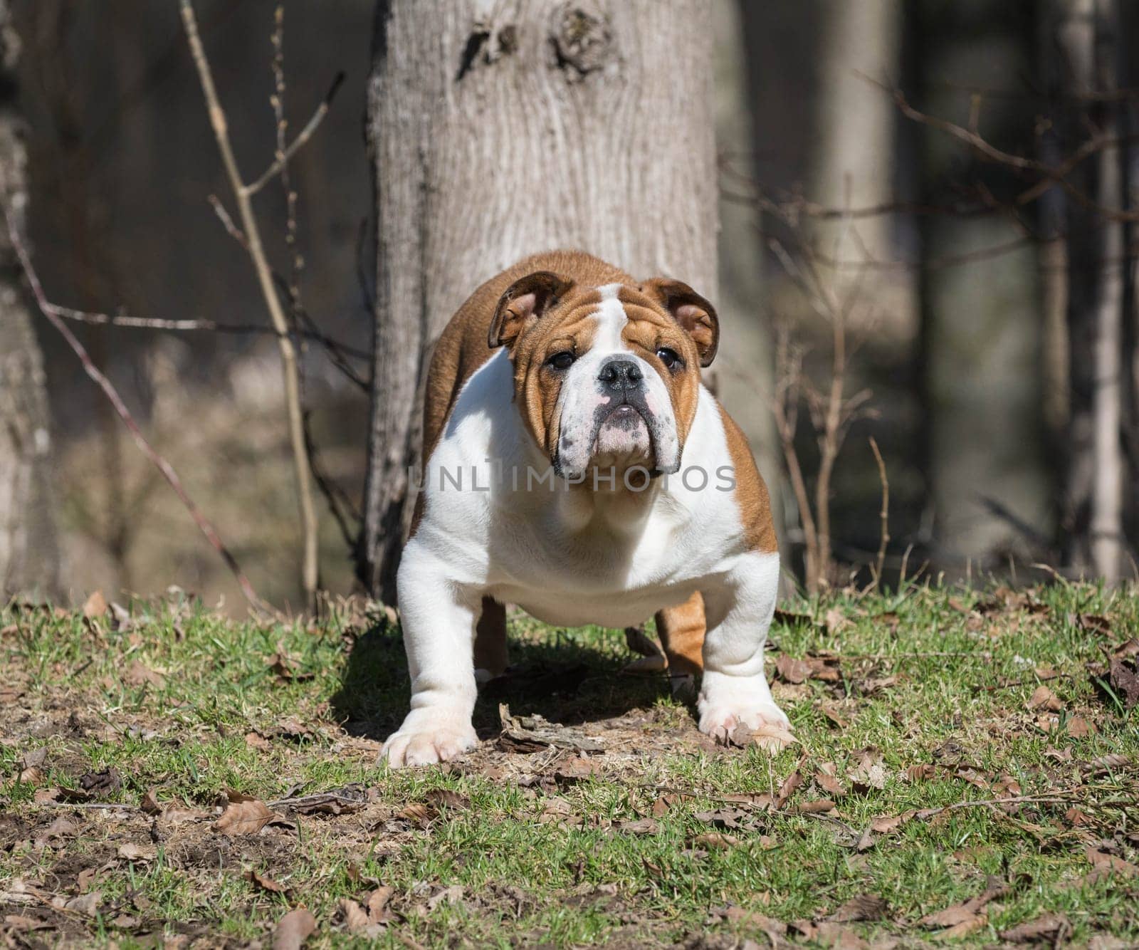 english bulldog puppy outside in the grass