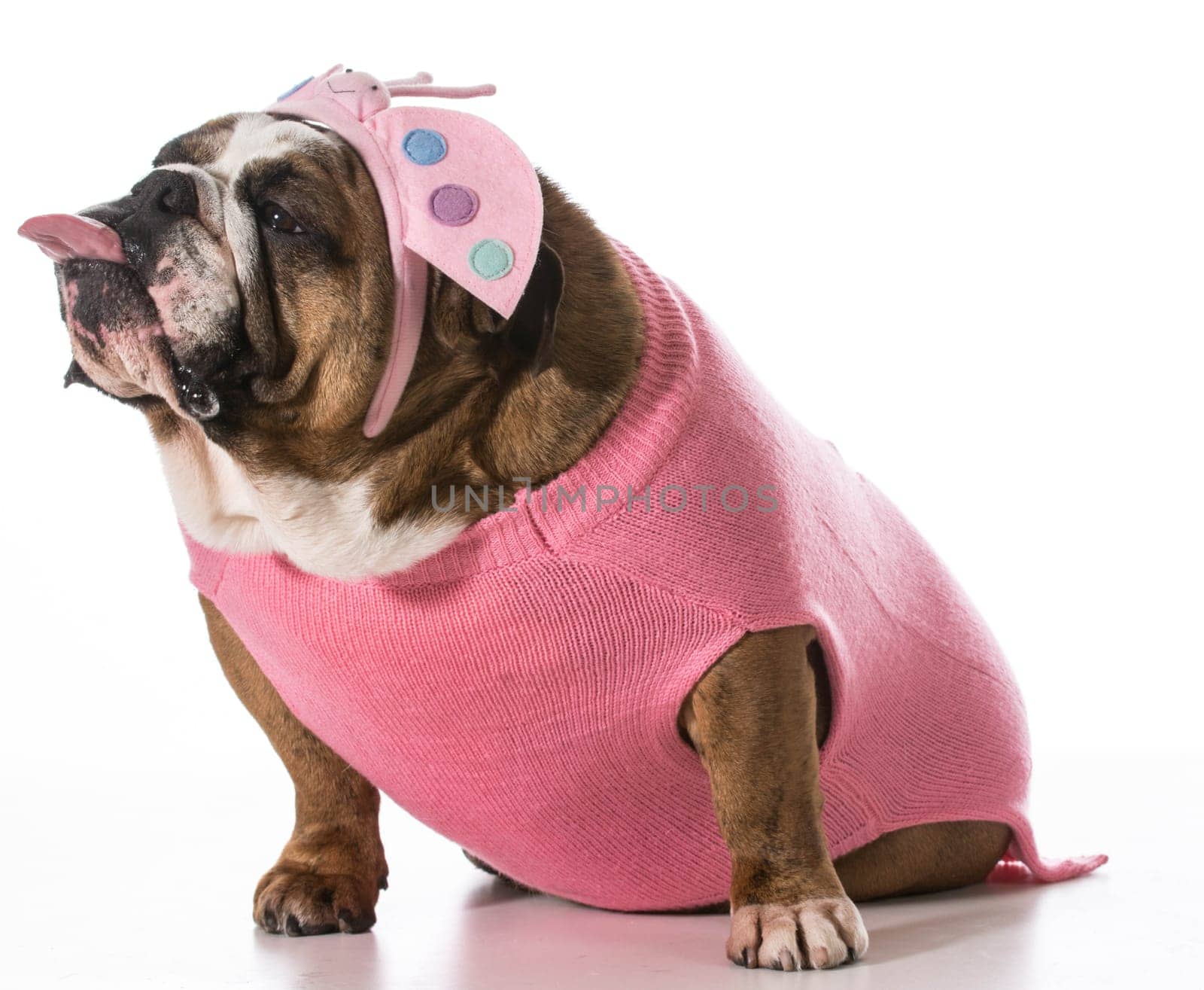 dog with funny expression wearing coat and matching headband on white background - english bulldog