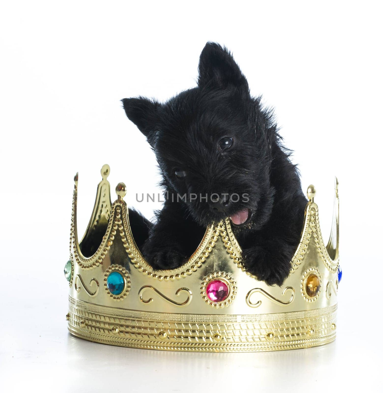 spoiled puppy - scottish terrier puppy sitting inside a kings crown