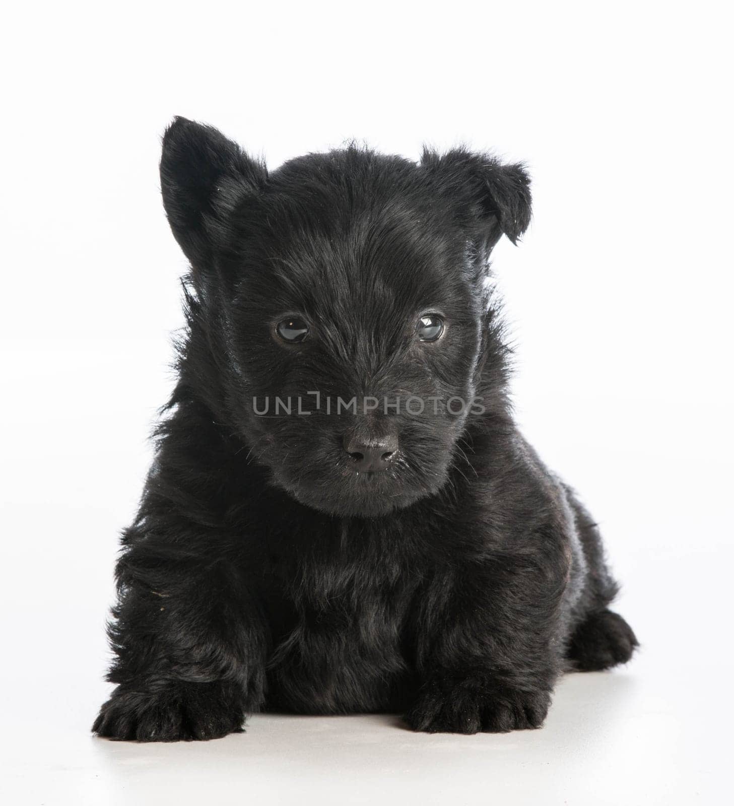 scottish terrier puppy sitting on white background - 6 weeks old