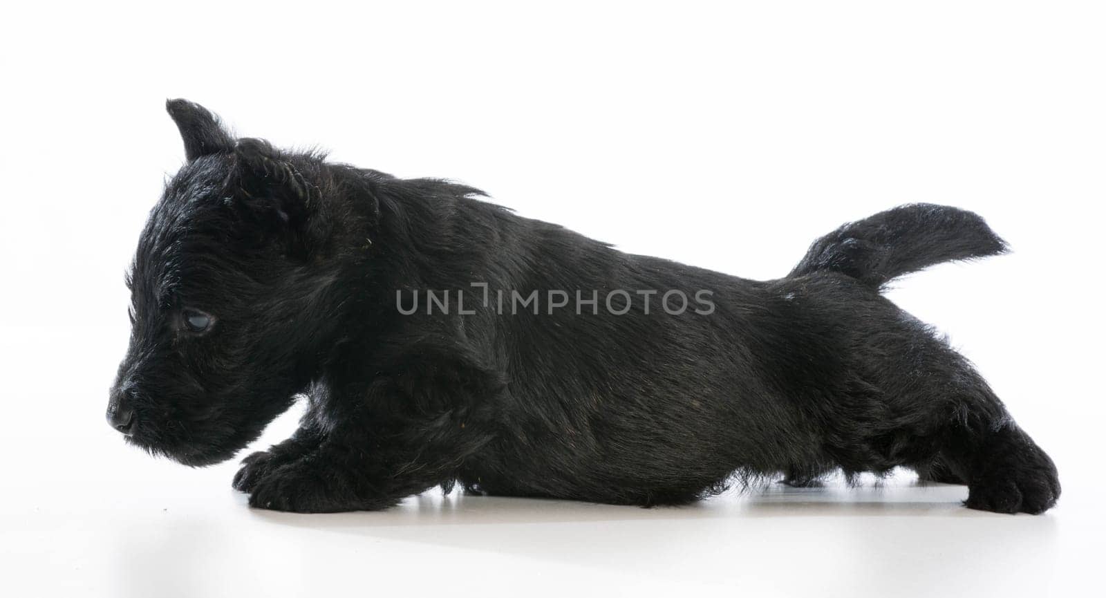scottish terrier puppy standing on white background - 6 weeks old