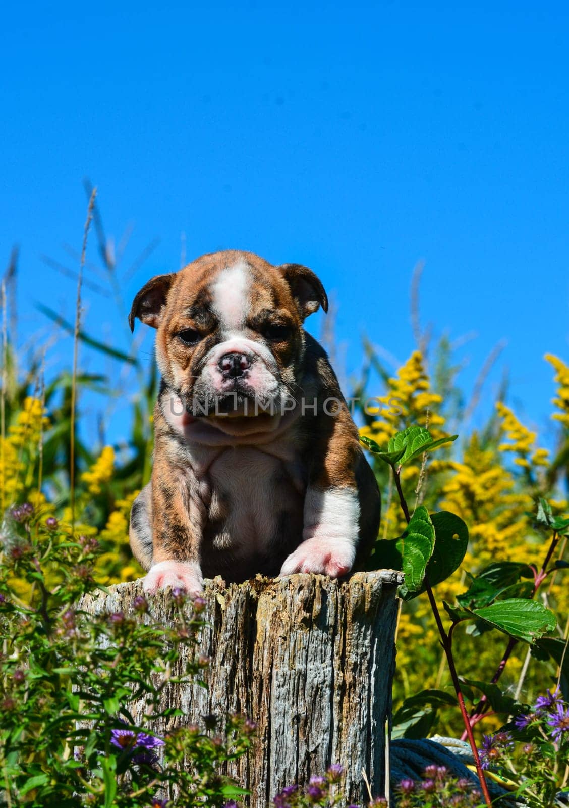 english bulldog puppy sitting on a fence post
