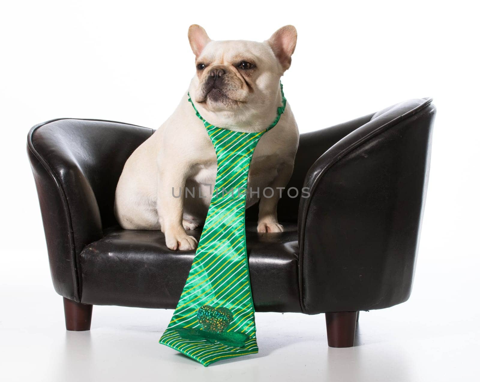 St Patricks Day dog - french bulldog sitting on leather couch