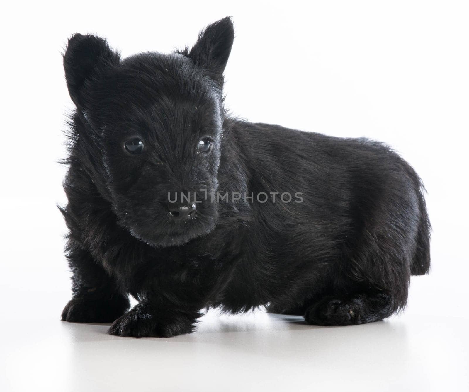 scottish terrier puppy sitting on white background - 6 weeks old